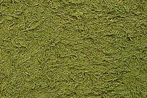 Texture Paint Grass Green